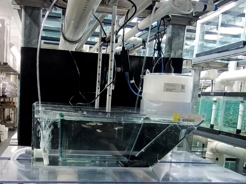 CanaryTank in ZIRC's main fish facility